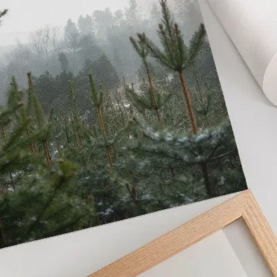Affiche décorative pins verts dans la brume à la profondeur subtile pour une atmosphère relaxante