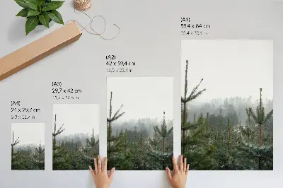 Affiche décorative pins verts dans la brume à la profondeur subtile pour une atmosphère relaxante