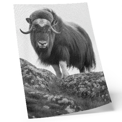 Affiche décorative Élégance brute de la nature animale en noir et blanc