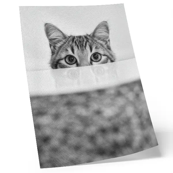 Impression sur toile représentant un chat derrière une surface minimaliste en noir et blanc