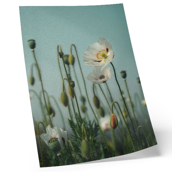 Affiche décorative Des coquelicots en fleurs sous un ciel bleu