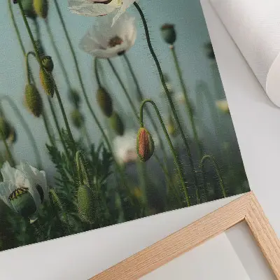Affiche décorative représentant des coquelicots en fleurs sous un ciel bleu