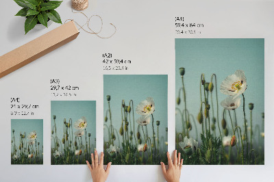 Affiche décorative Des coquelicots en fleurs sous un ciel bleu