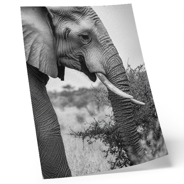 Décoration murale Gros plan d'un éléphant : beauté naturelle et harmonie des textures