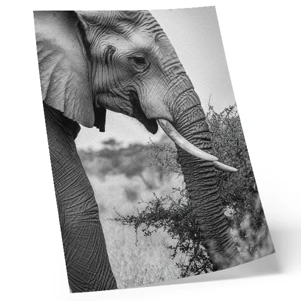 Décoration murale gros plan d'un éléphant mettant en valeur sa beauté naturelle et l'harmonie des textures