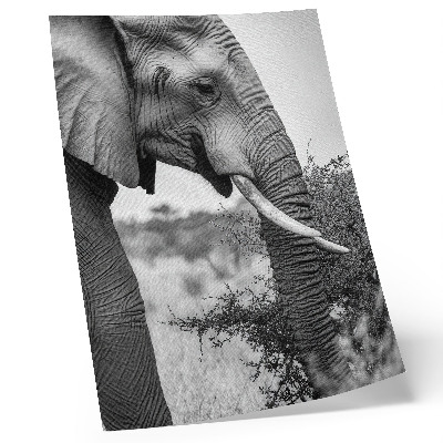 Décoration murale Gros plan d'un éléphant : beauté naturelle et harmonie des textures
