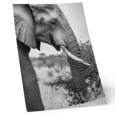 Décoration murale gros plan d'un éléphant mettant en valeur sa beauté naturelle et l'harmonie des textures