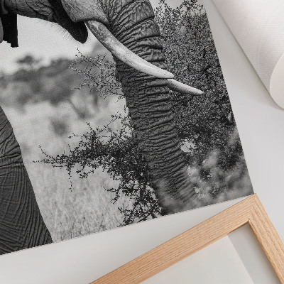 Décoration murale Gros plan d'un éléphant : beauté naturelle et harmonie des textures