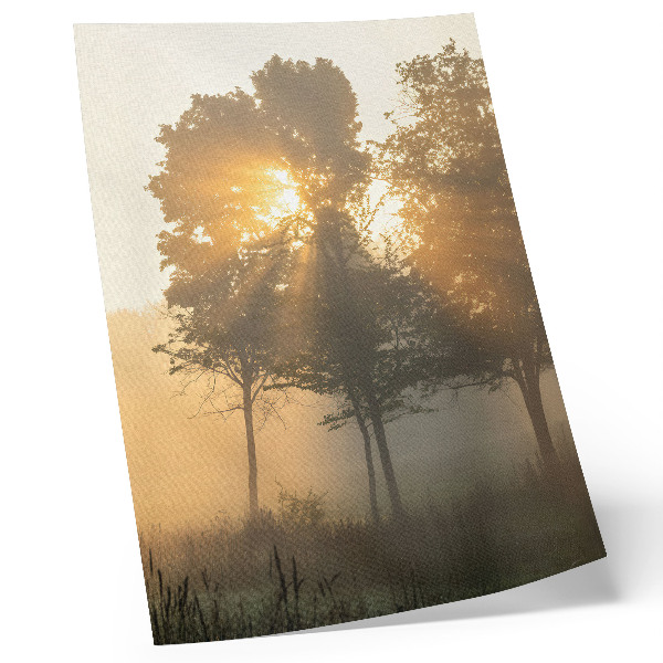 Impression sur toile Lumière chaude et brumeuse de l'aube, inspiration pour les arbres