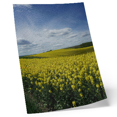 Affiche décorative Des champs jaunes contrastant avec le ciel bleu