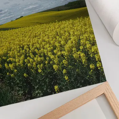 Affiche décorative représentant des champs jaunes contrastant avec le ciel bleu