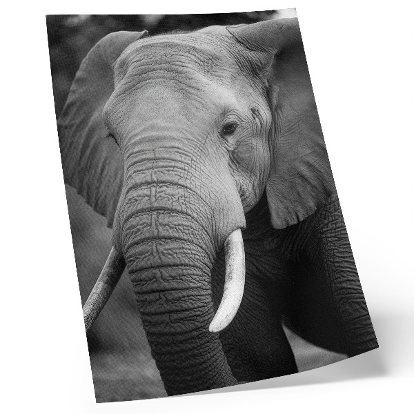 Décoration murale Gros plan sur un éléphant empreint de paix et de force