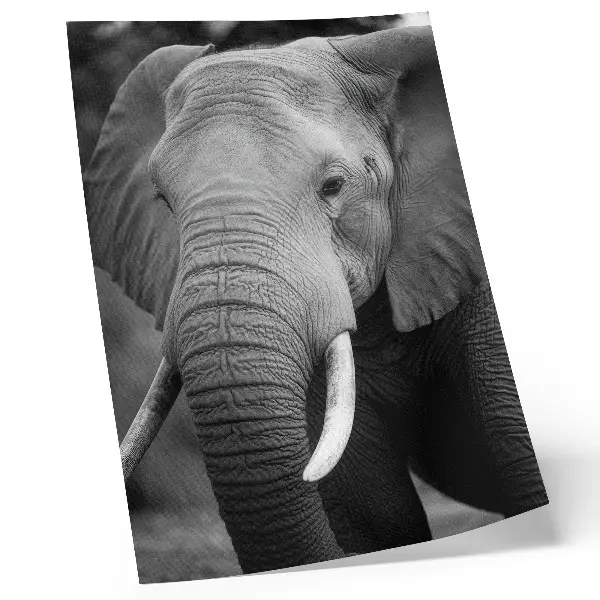 Décoration murale gros plan sur un éléphant symbole de paix et de force