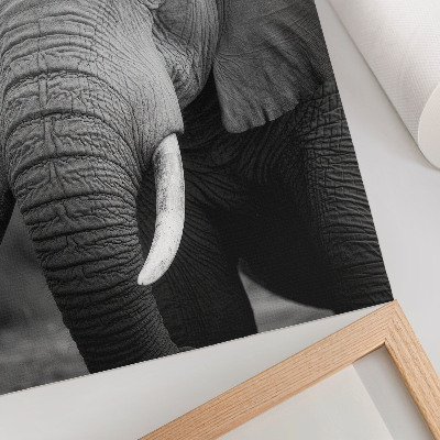 Décoration murale Gros plan sur un éléphant empreint de paix et de force
