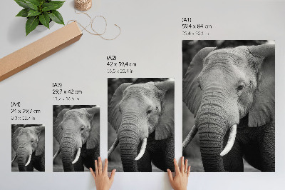 Décoration murale Gros plan sur un éléphant empreint de paix et de force