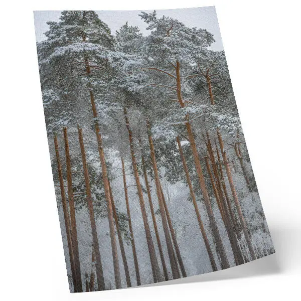 Impression sur toile forêt d'hiver avec des arbres enneigés évoquant la paix et l'harmonie de la nature