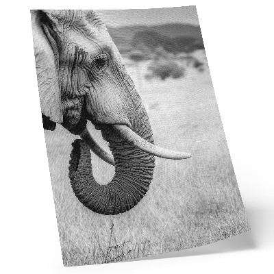 Impression sur toile Portrait d'un éléphant en noir et blanc