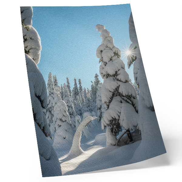 Impression sur toile Arbres enneigés, ciel bleu, soleil