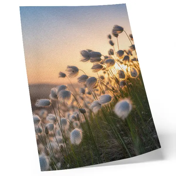 Affiche décorative herbes au coucher du soleil dans des tons chauds naturels