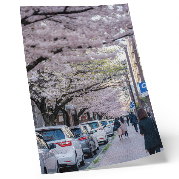 Affiche décorative Une rue bordée de cerisiers en fleurs et de voitures garées