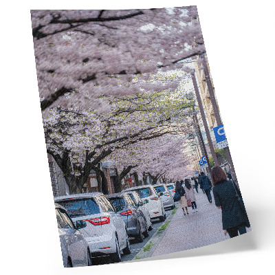 Affiche décorative Une rue bordée de cerisiers en fleurs et de voitures garées