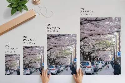 Affiche décorative représentant une rue bordée de cerisiers en fleurs et de voitures garées
