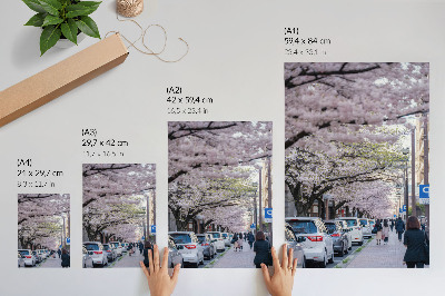 Affiche décorative Une rue bordée de cerisiers en fleurs et de voitures garées