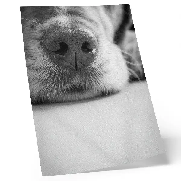Affiche décorative gros plan d'un chien avec une texture minimaliste en noir et blanc