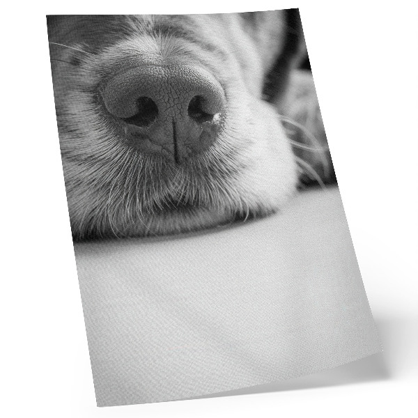 Affiche décorative Gros plan d'un chien, texture minimaliste en noir et blanc