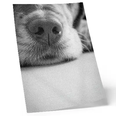 Affiche décorative gros plan d'un chien avec une texture minimaliste en noir et blanc