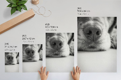 Affiche décorative Gros plan d'un chien, texture minimaliste en noir et blanc