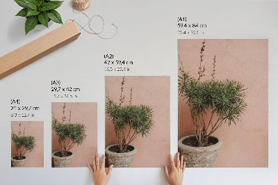 Décoration murale Plante verte sur fond de mur couleur pêche