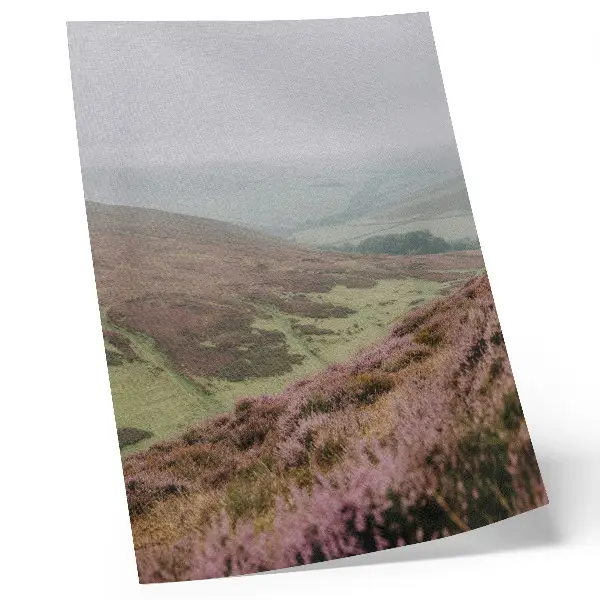 Affiche décorative brume de bruyère violette sur des douces collines verdoyantes