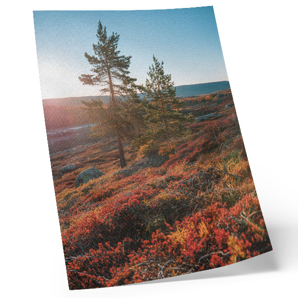 Affiche décorative Arbres majestueux, couleurs chaudes, atmosphère paisible