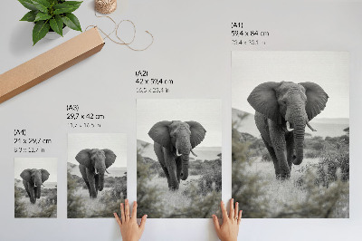 Impression sur toile Un grand éléphant sur fond naturel