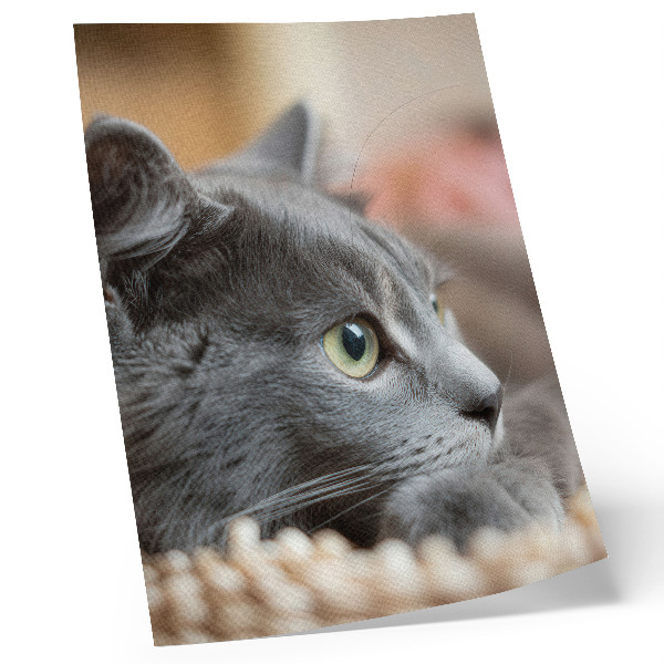 Impression sur toile Chat gris aux yeux verts, regard rapproché