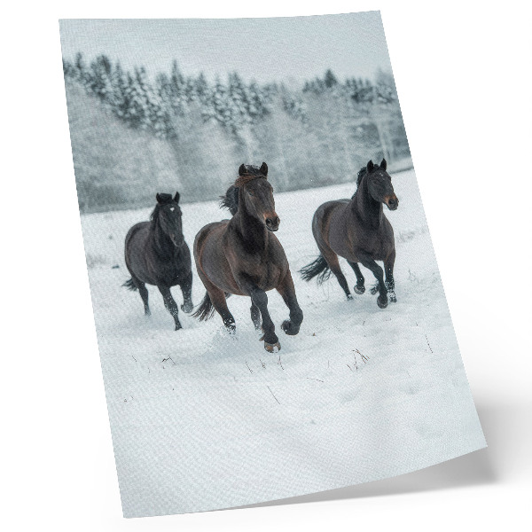 Impression sur toile Chevaux noirs en mouvement sur fond enneigé