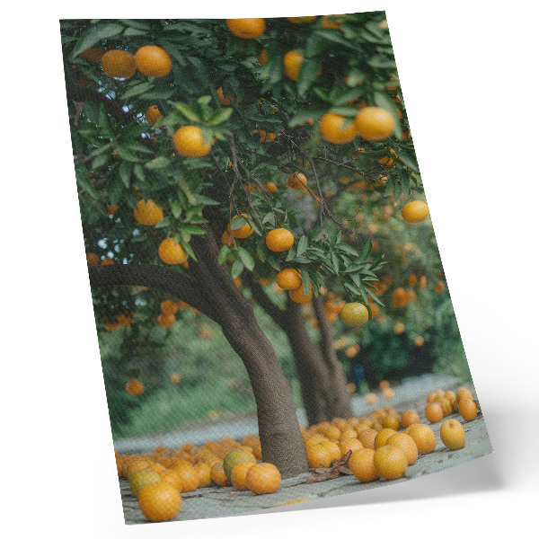 Affiche décorative Des oranges juteuses sur un arbre dans un verger verdoyant
