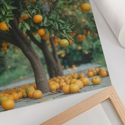 Affiche décorative Des oranges juteuses sur un arbre dans un verger verdoyant