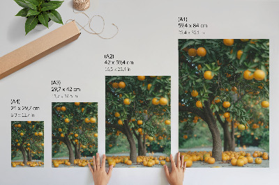Affiche décorative Des oranges juteuses sur un arbre dans un verger verdoyant