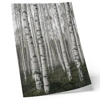 Impression sur toile forêt de bouleaux en noir et blanc