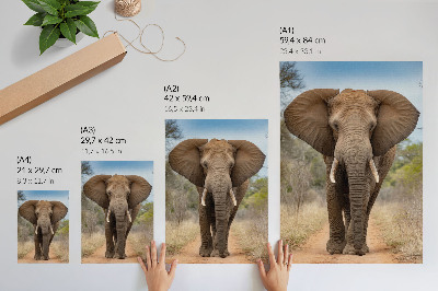 Affiche décorative Éléphant sur un sentier dans un paysage africain