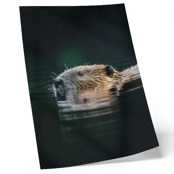 Affiche décorative castor dans l'eau inspirant la nature paisible et sauvage