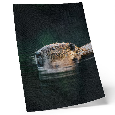 Affiche décorative Castor dans l'eau, nature paisible, nature sauvage