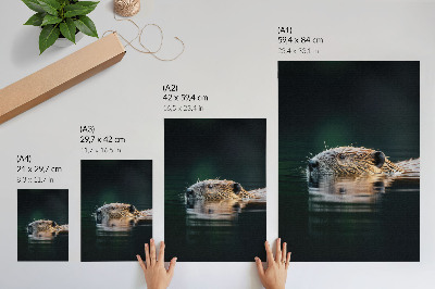 Affiche décorative Castor dans l'eau, nature paisible, nature sauvage