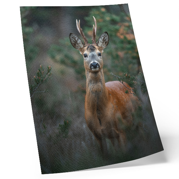 Décoration murale Cerfs dans la forêt, fond vert, paix et nature
