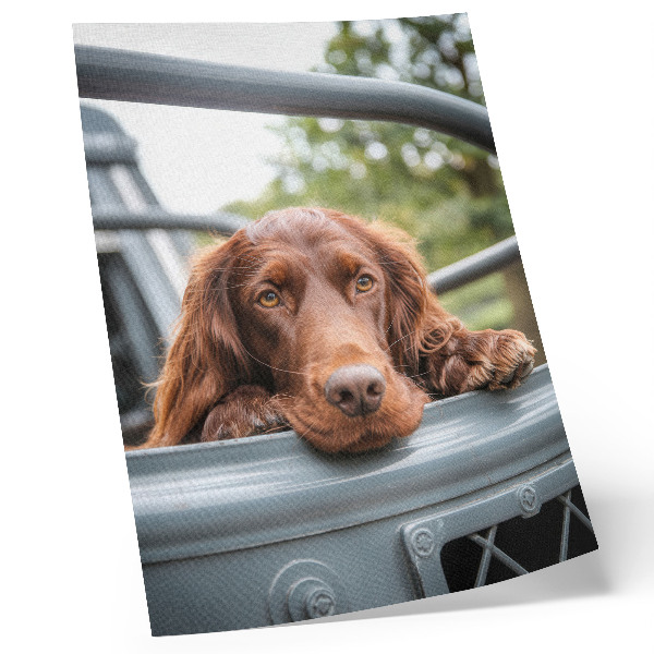 Affiche décorative Chien brun près du véhicule, arbres verts