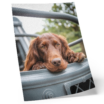 Affiche décorative Chien brun près du véhicule, arbres verts