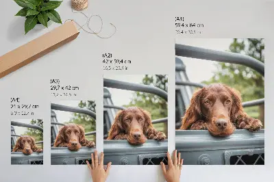 Affiche décorative chien brun près du véhicule avec des arbres verts