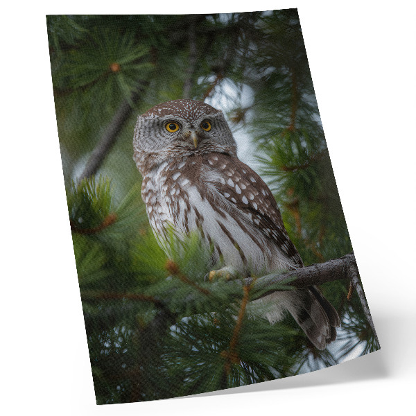 Affiche décorative hibou sur une branche de pin, nature, paix, harmonie